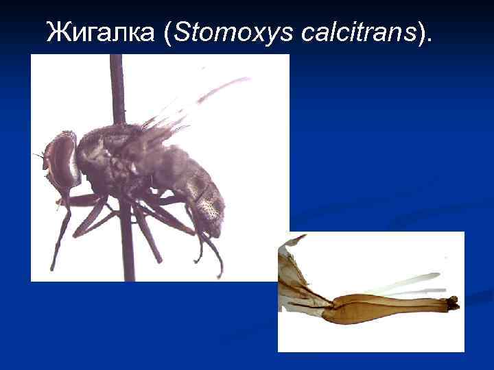 Жигалка (Stomoxys calcitrans). 