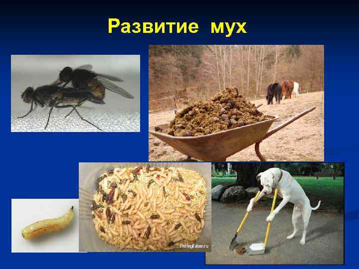 Развитие мух 