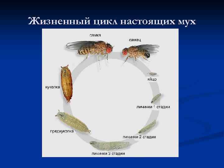 Жизненный цикл настоящих мух 