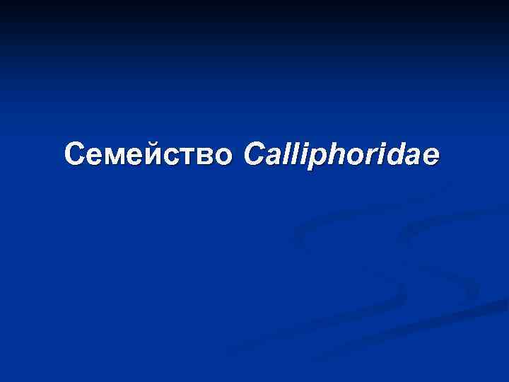 Семейство Calliphoridae 