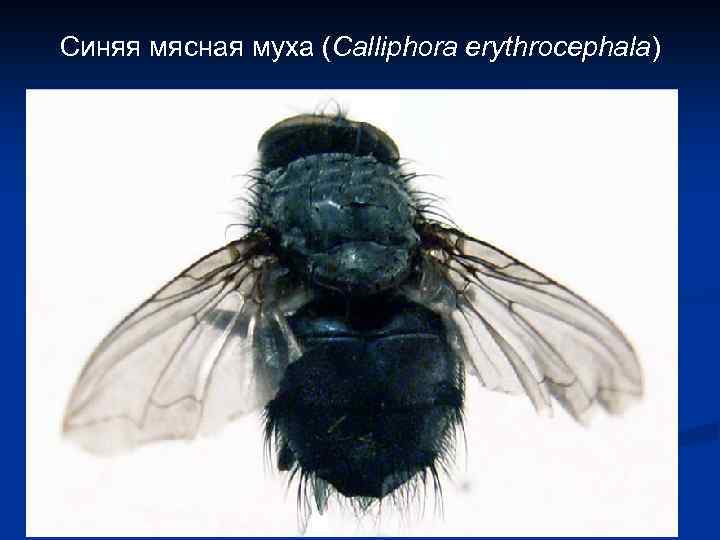 Синяя мясная муха (Calliphora erythrocephala) 