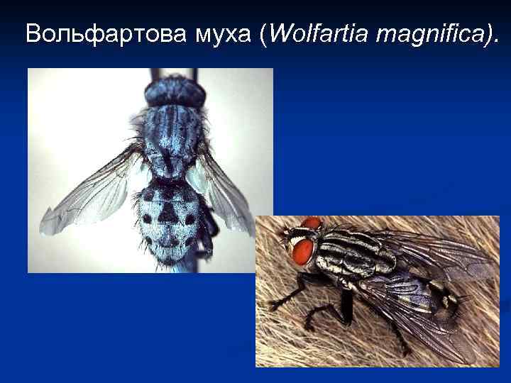 Вольфартова муха (Wolfartia magnifica). 