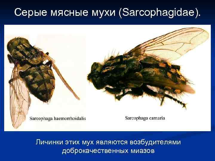 Серые мясные мухи (Sarcophagidae). Личинки этих мух являются возбудителями доброкачественных миазов 