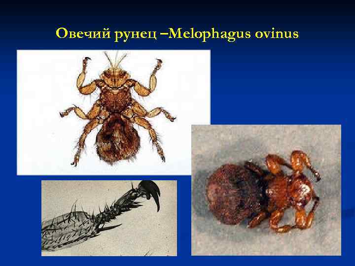 Овечий рунец –Melophagus ovinus 