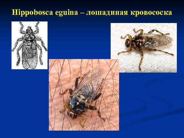 Hippobosca eguina – лошадиная кровососка 