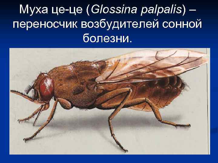 Муха це-це (Glossina palpalis) – переносчик возбудителей сонной болезни. 