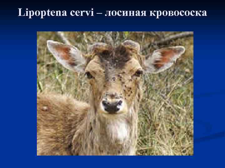 Lipoptena cervi – лосиная кровососка 