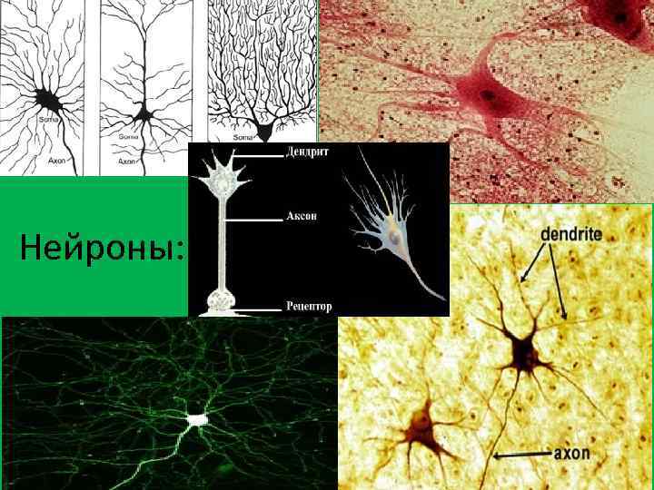 Нейроны: 