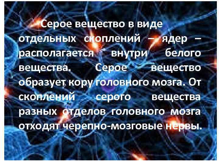 Серое вещество в виде отдельных скоплений – ядер – располагается внутри белого вещества. Серое