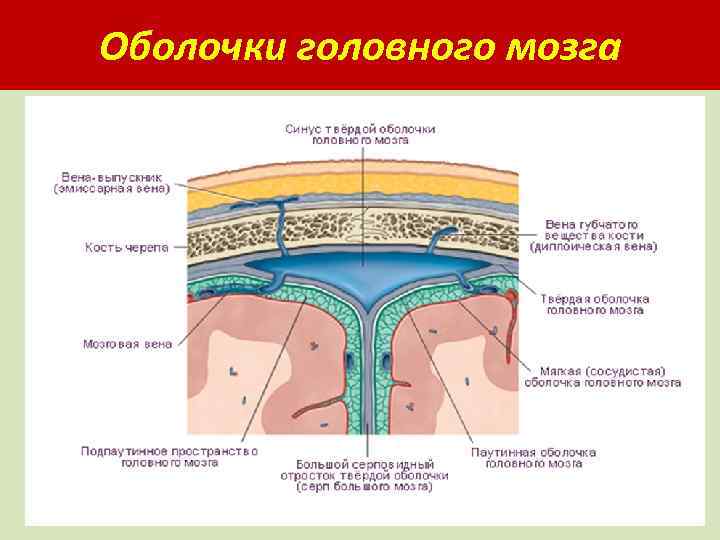 Оболочки головного мозга 