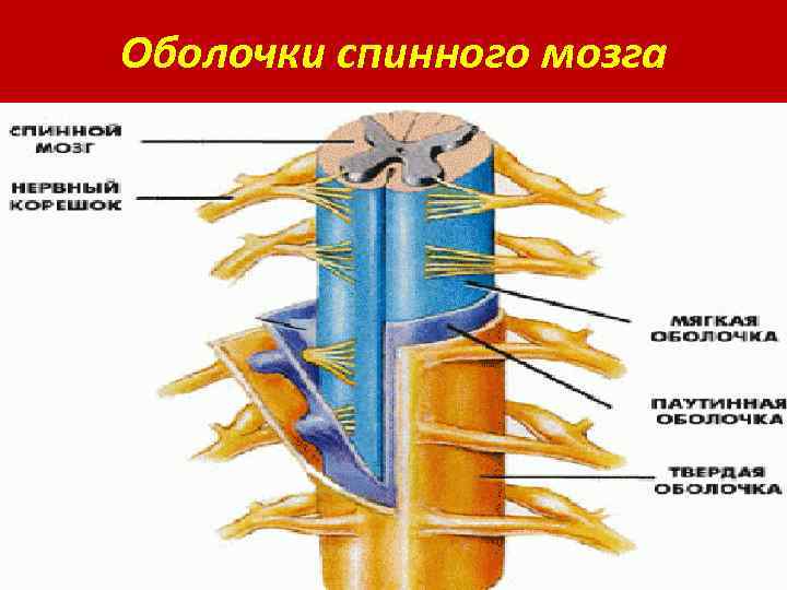 Оболочки спинного мозга 