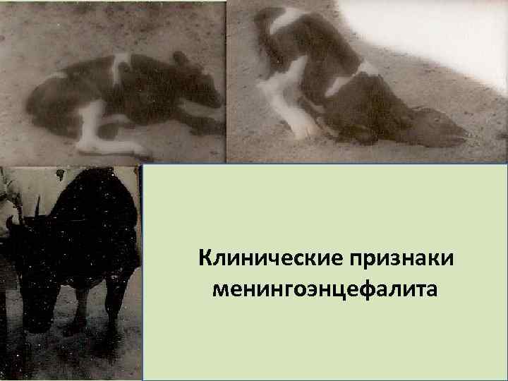 Клинические признаки менингоэнцефалита 