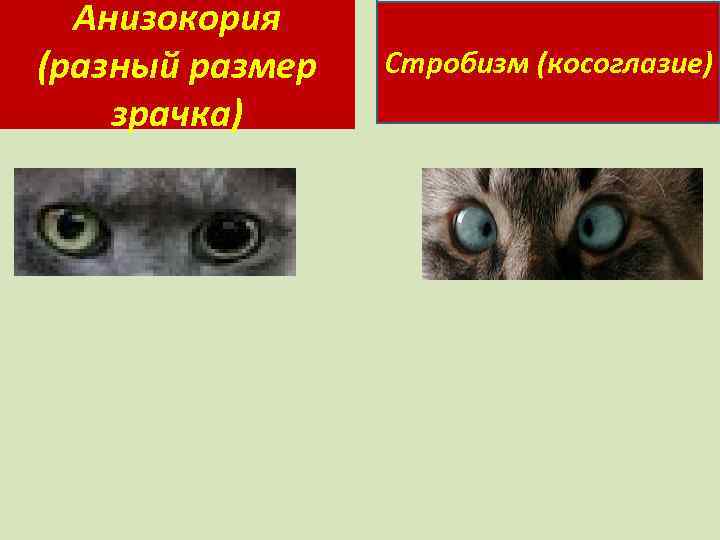 Анизокория (разный размер зрачка) Стробизм (косоглазие) 