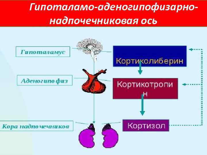 Схема гипоталамо гипофизарно адренокортикотропной системы