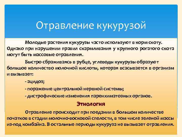 Отравление кукурузой Молодые растения кукурузы часто используют в корм скоту. Однако при нарушении правил