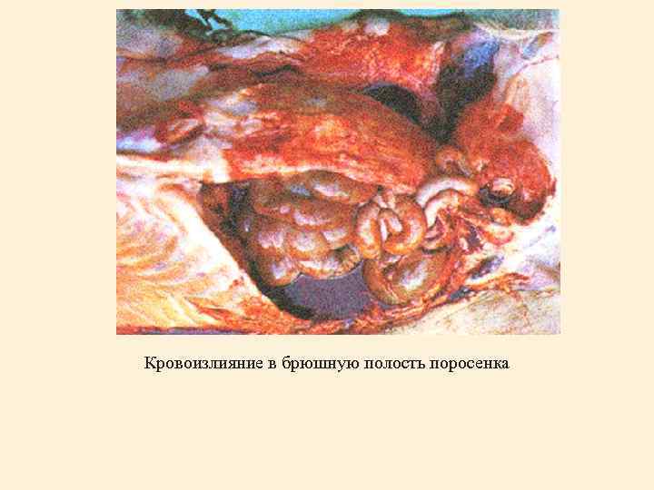 Кровоизлияние в брюшную полость поросенка 