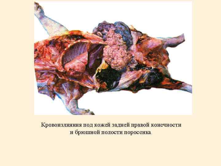  Кровоизлияния под кожей задней правой конечности и брюшной полости поросенка 