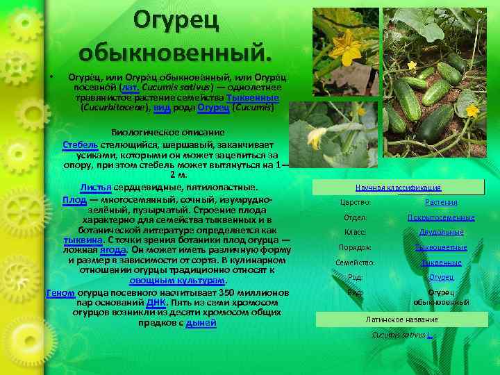 Огурец обыкновенный. • Огуре ц, или Огуре ц обыкнове нный, или Огуре ц посевно