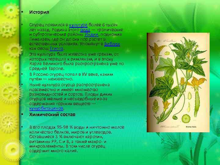 • История • Огурец появился в культуре более 6 тысяч лет назад. Родина