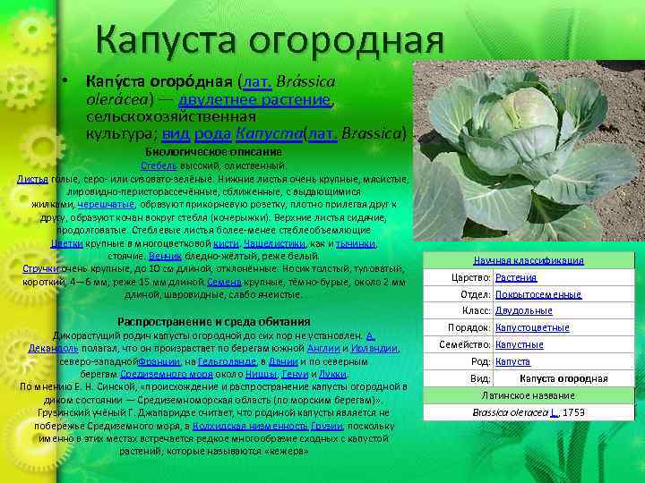 Капуста огородная • Капу ста огоро дная (лат. Brássica olerácea) — двулетнее растение, сельскохозяйственная