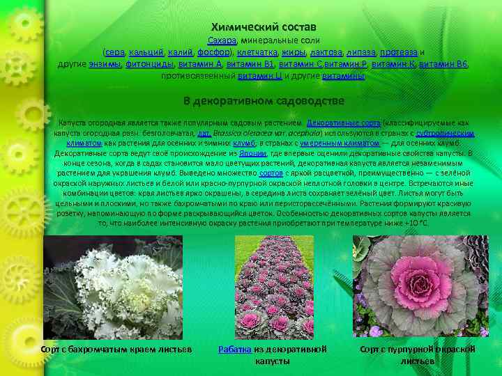 Химический состав Сахара, минеральные соли (сера, кальций, калий, фосфор), клетчатка, жиры, лактоза, липаза, протеаза