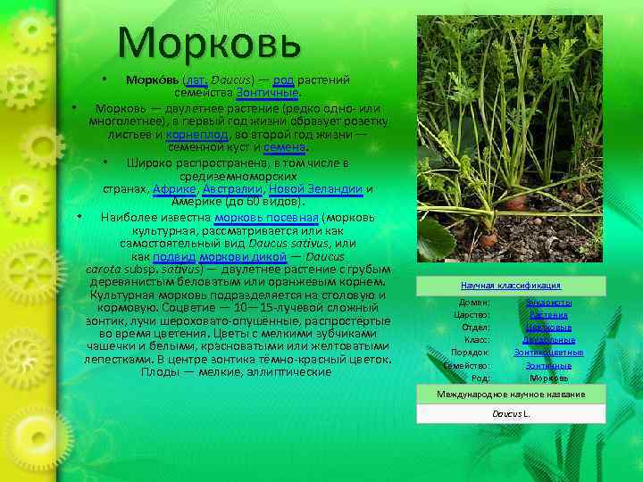 Морковь Морко вь (лат. Daucus) — род растений семейства Зонтичные. • Морковь — двулетнее