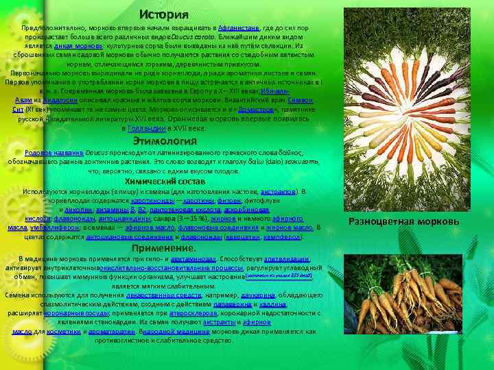 История Предположительно, морковь впервые начали выращивать в Афганистане, где до сих пор произрастает больше