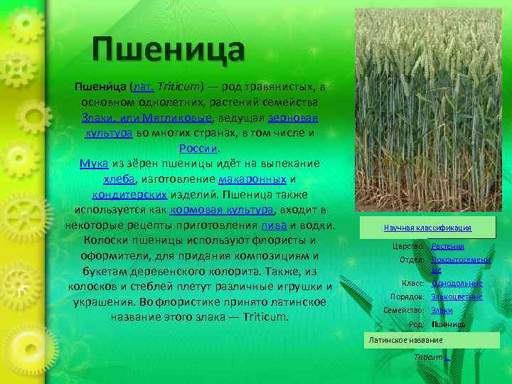 Пшеница Пшени ца (лат. Triticum) — род травянистых, в основном однолетних, растений семейства Злаки,