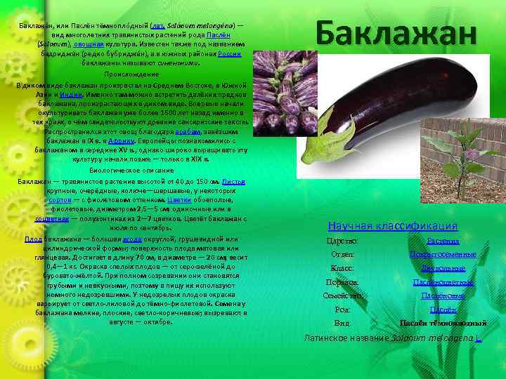 Баклажа н, или Паслён тёмнопло дный (лат. Solánum melongéna) — вид многолетних травянистых растений