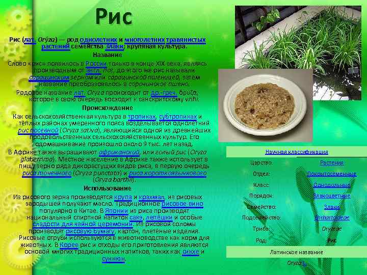Рис (лат. Orýza) — род однолетних и многолетних травянистых растений семейства Злаки; крупяная культура.