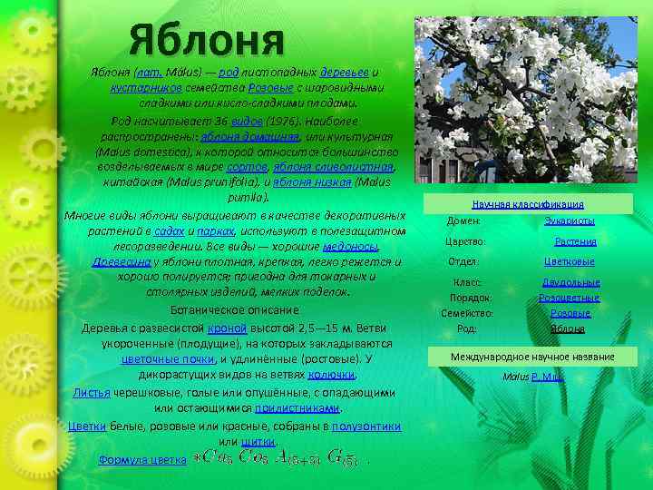 Яблоня Я блоня (лат. Málus) — род листопадных деревьев и кустарников семейства Розовые с