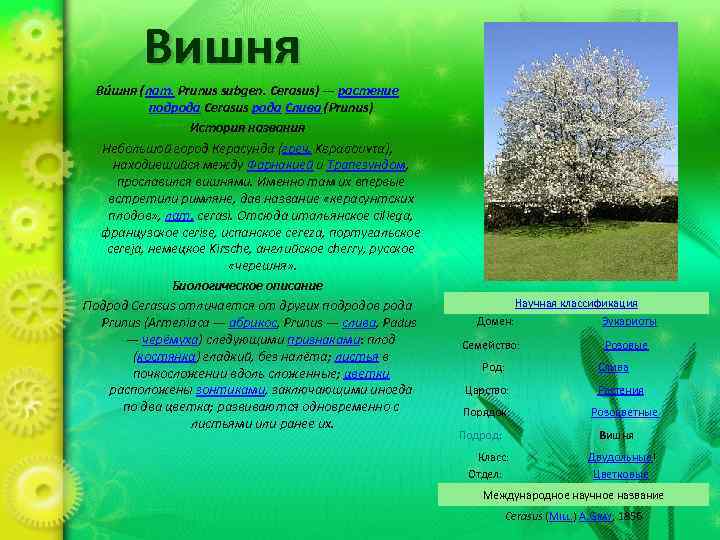 Вишня Ви шня (лат. Prunus subgen. Cerasus) — растение подрода Cerasus рода Слива (Prunus)