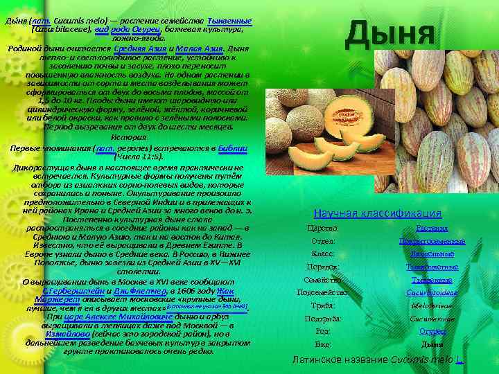Ды ня (лат. Cucumis melo) — растение семейства Тыквенные (Cucurbitaceae), вид рода Огурец, бахчевая