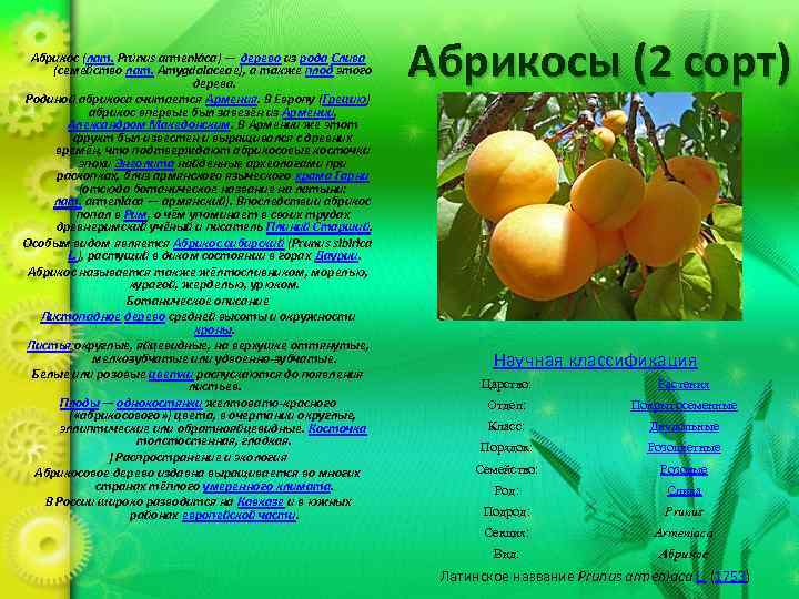 Абрико с (лат. Prúnus armeniáca) — дерево из рода Слива (семейство лат. Amygdalaceae), а