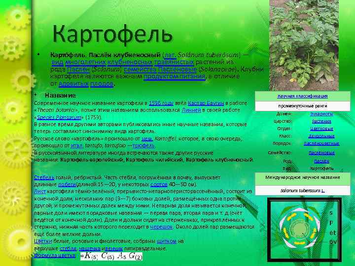 Картофель • Карто фель, Паслён клубненосный (лат. Solánum tuberósum) — вид многолетних клубненосных травянистых