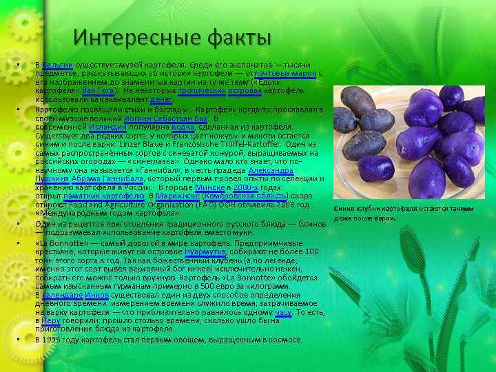 Интересные факты • • • В Бельгии существует музей картофеля. Среди его экспонатов —