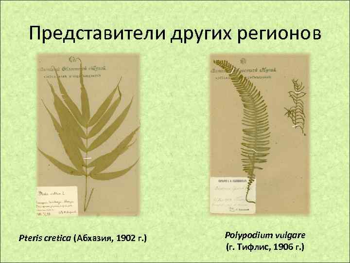 Представители других регионов Pteris cretica (Абхазия, 1902 г. ) Polypodium vulgare (г. Тифлис, 1906