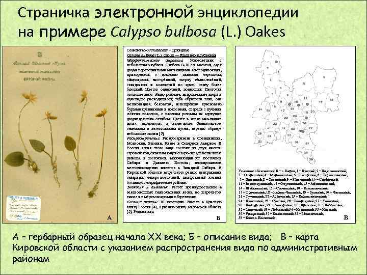 Страничка электронной энциклопедии на примере Calypso bulbosa (L. ) Oakes Семейство Orchidaceae – Орхидные