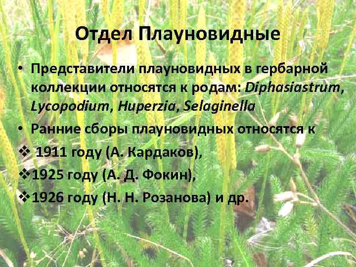 Отдел Плауновидные • Представители плауновидных в гербарной коллекции относятся к родам: Diphasiastrum, Lycopodium, Huperzia,