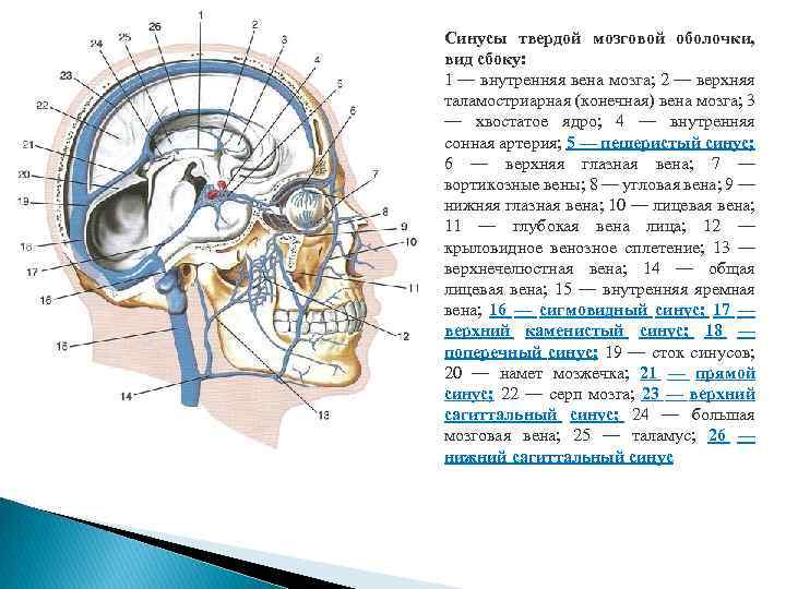 Синусы оболочки головного мозга. Вены синусы твердой мозговой оболочки. Синусы твёрдой мозговой оболочки гемодинамика. Система синусов твердой оболочки головного мозга. Синусы твёрдой мозговой оболочки анатомия.