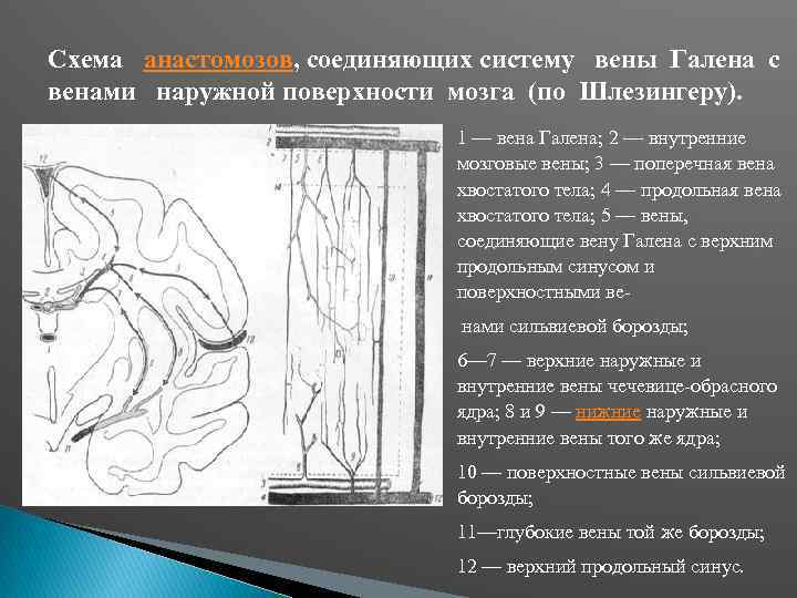 Схема анастомозов, соединяющих систему вены Галена с венами наружной поверхности мозга (по Шлезингеру). 1