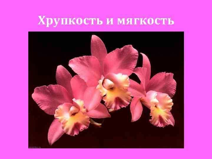 Хрупкость и мягкость 