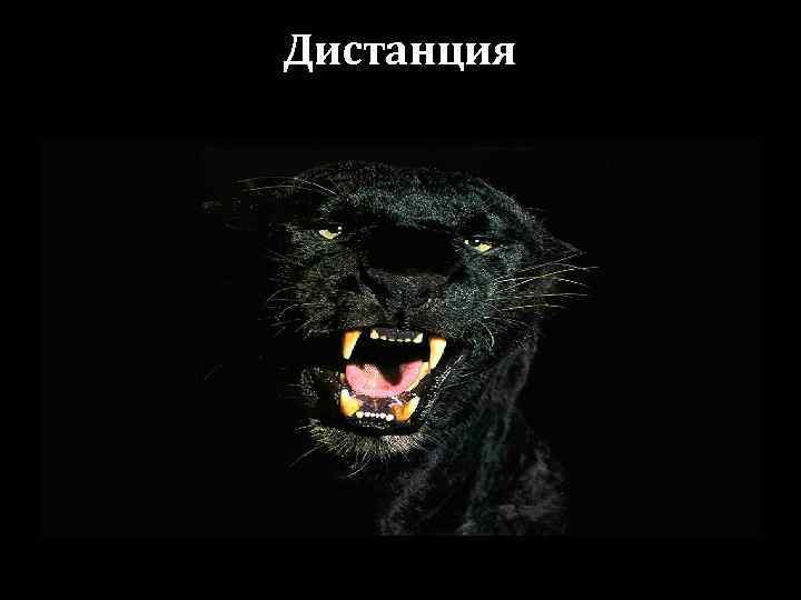Дистанция 
