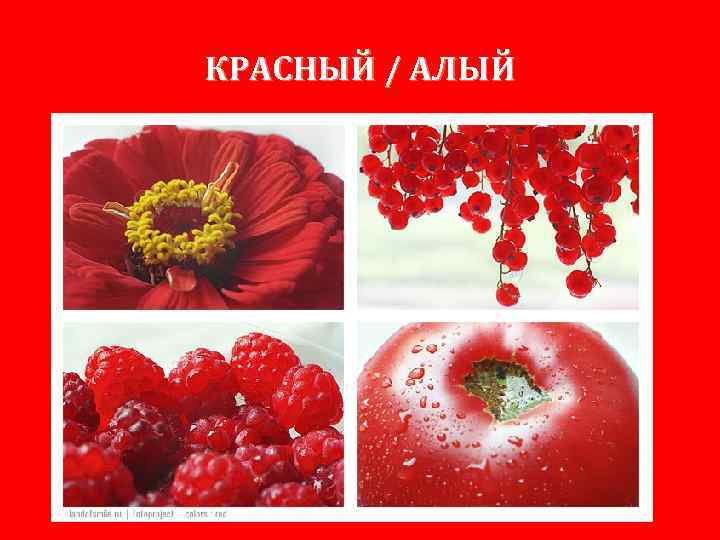 КРАСНЫЙ / АЛЫЙ 