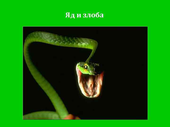 Яд и злоба 