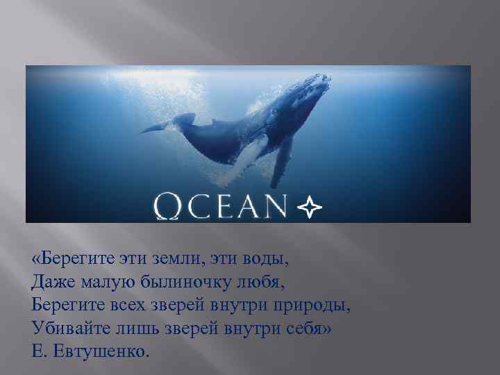  «Берегите эти земли, эти воды, Даже малую былиночку любя, Берегите всех зверей внутри