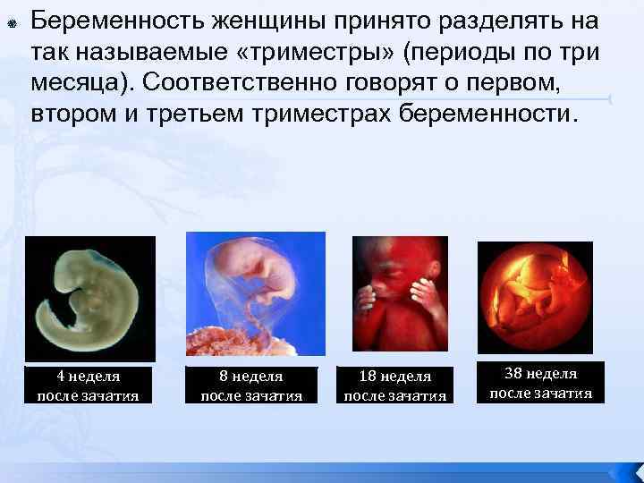 Беременность женщины принято разделять на так называемые «триместры» (периоды по три месяца). Соответственно