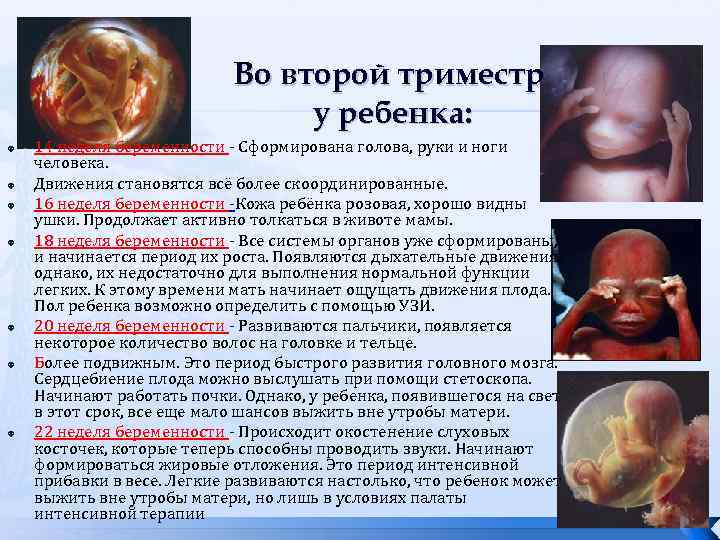 Во второй триместр у ребенка: 14 неделя беременности - Сформирована голова, руки и ноги