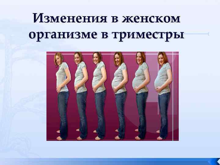 Изменения в женском организме в триместры 