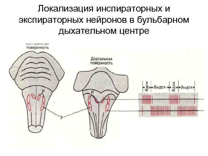 Локализация инспираторных и экспираторных нейронов в бульбарном дыхательном центре 